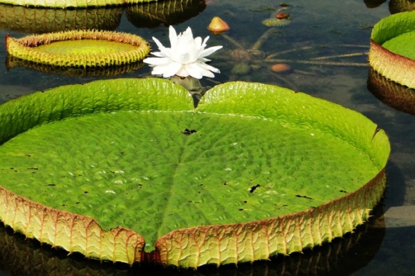 王莲有什么花语，具有女子为王的含义