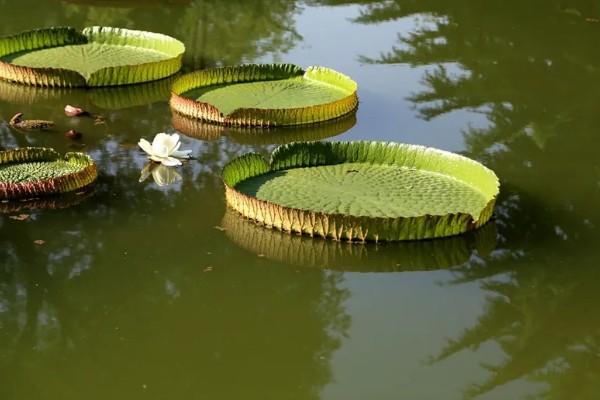 王莲有什么花语，具有女子为王的含义