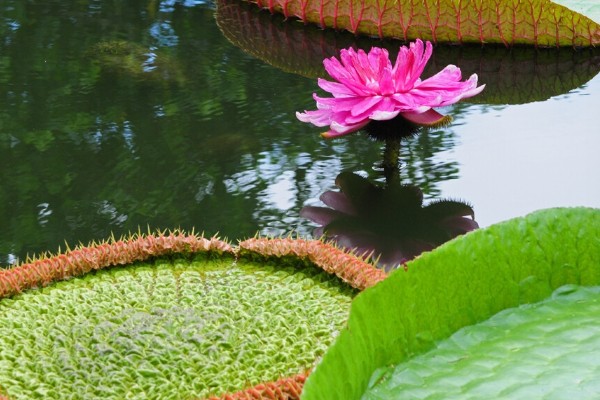 王莲有什么花语，具有女子为王的含义