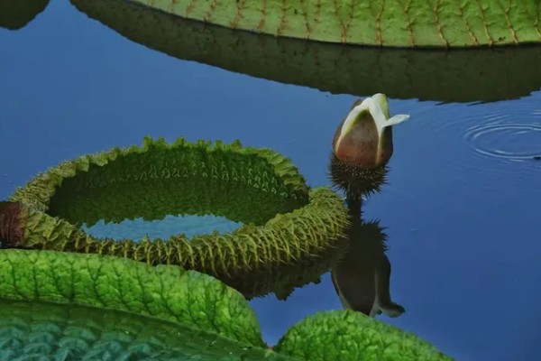 王莲有什么花语，具有女子为王的含义