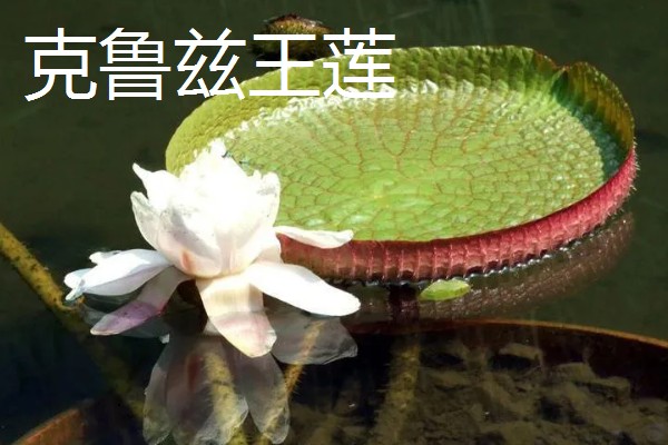 王莲有什么花语，具有女子为王的含义