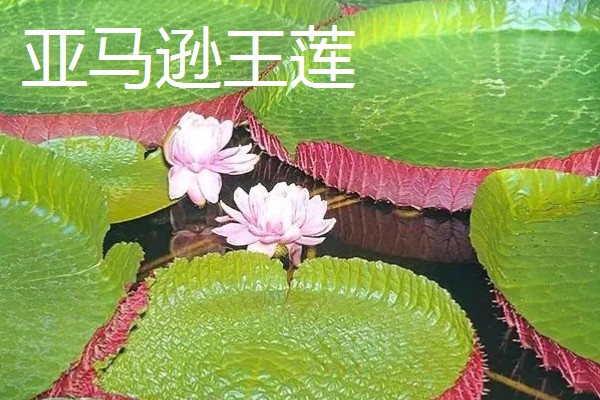 王莲有什么花语，具有女子为王的含义