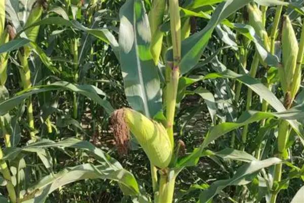 先玉508玉米种简介,出苗至成熟117-124天