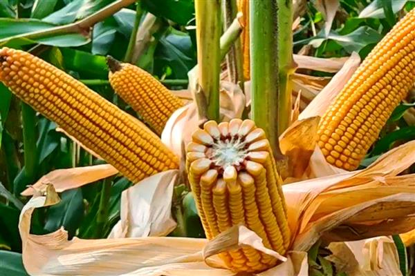 先玉508玉米种简介,出苗至成熟117-124天