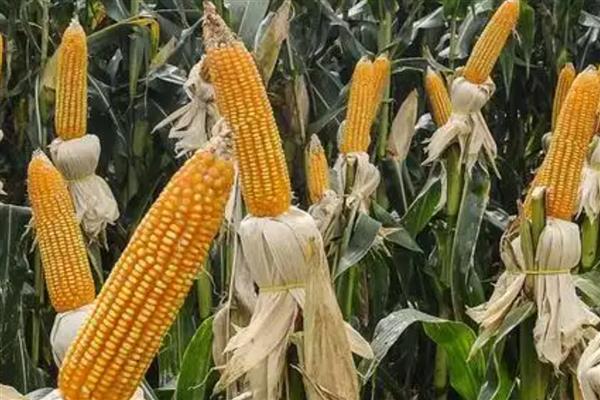 先玉508玉米种简介,出苗至成熟117-124天