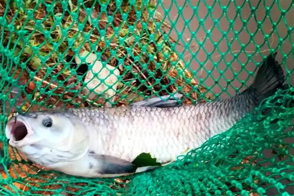 黑坑的钓鱼技巧，根据鱼的习性及时调整战术和钓法