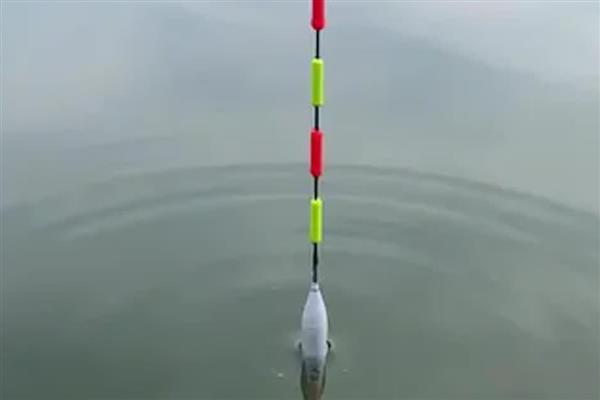 黑坑的钓鱼技巧，根据鱼的习性及时调整战术和钓法