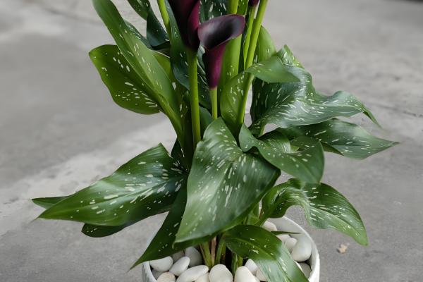 马蹄莲如何养殖,适合生长在湿润的环境中