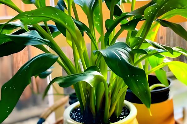 马蹄莲如何养殖,适合生长在湿润的环境中