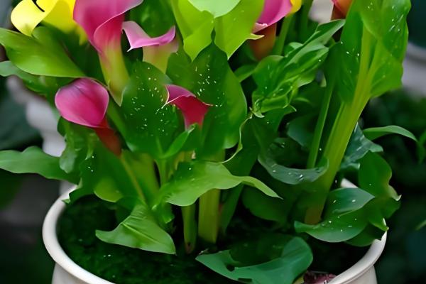 马蹄莲如何养殖,适合生长在湿润的环境中