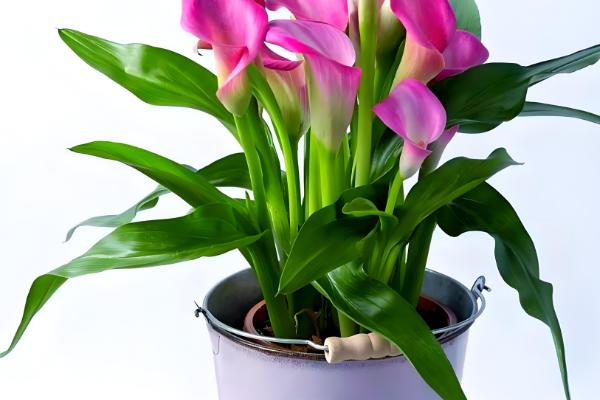 马蹄莲如何养殖,适合生长在湿润的环境中