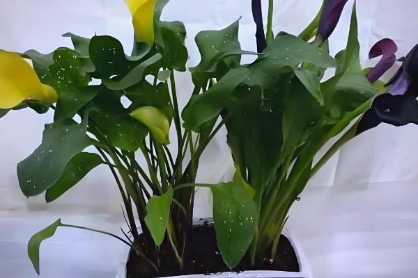 马蹄莲如何养殖,适合生长在湿润的环境中