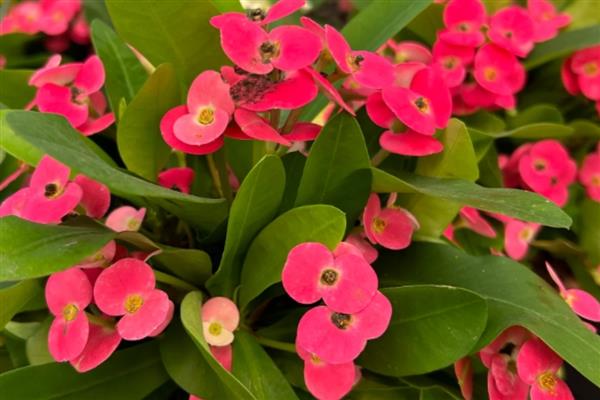 虎刺梅有没有毒,接触汁液会引起不良反应