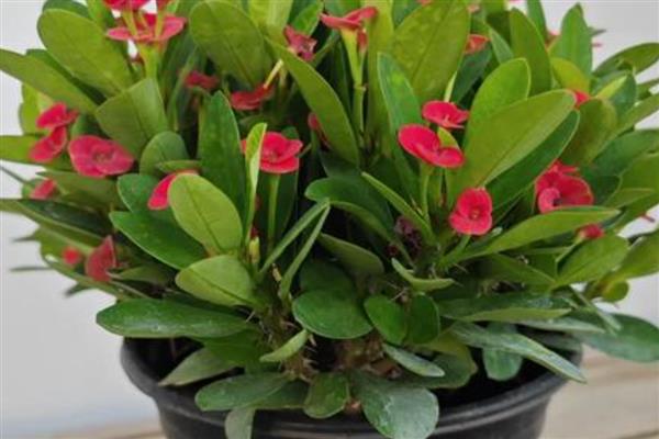 虎刺梅有没有毒,接触汁液会引起不良反应