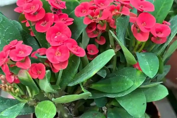 虎刺梅有没有毒,接触汁液会引起不良反应