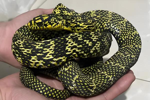 大王蛇吃什么，以鼠类、蛙类位置