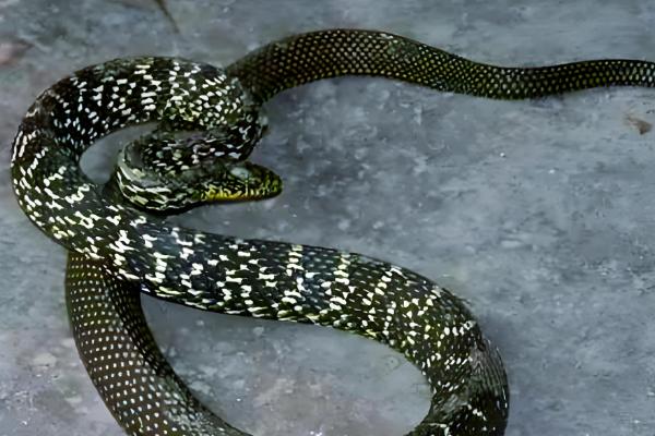 大王蛇吃什么，以鼠类、蛙类位置