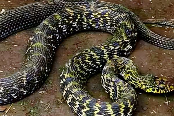 大王蛇吃什么，以鼠类、蛙类位置