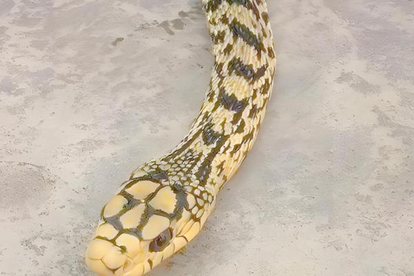 大王蛇吃什么，以鼠类、蛙类位置