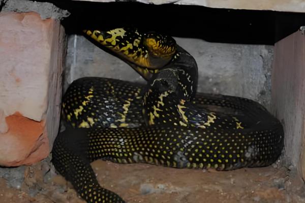 大王蛇吃什么，以鼠类、蛙类位置