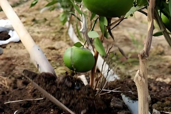 9月份柑橘管理要点，要预防落花落果