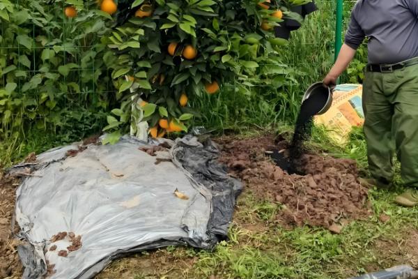 9月份柑橘管理要点，要预防落花落果