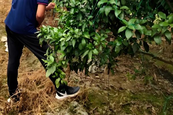 9月份柑橘管理要点，要预防落花落果