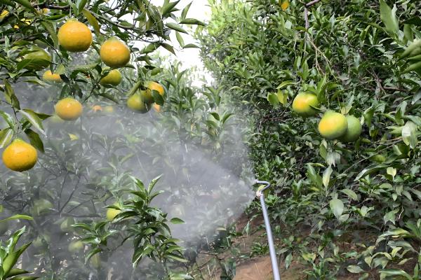 9月份柑橘管理要点，要预防落花落果