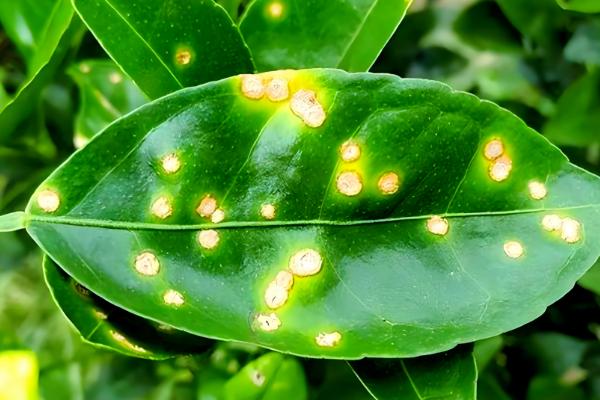 9月份柑橘管理要点，要预防落花落果