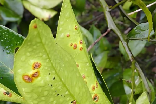9月份柑橘管理要点，要预防落花落果