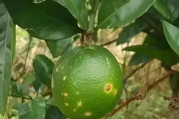 9月份柑橘管理要点，要预防落花落果