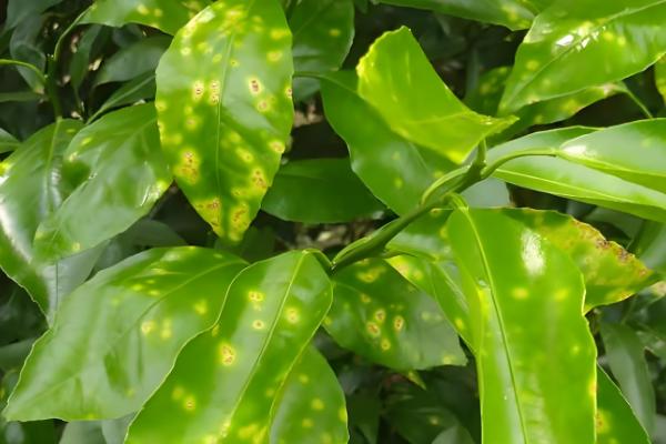 9月份柑橘管理要点，要预防落花落果