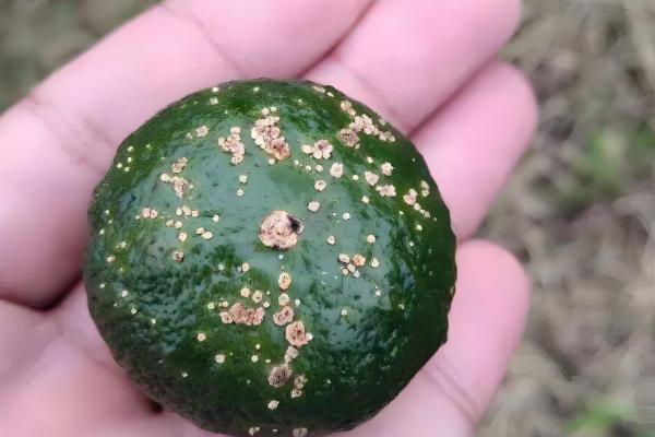 9月份柑橘管理要点，要预防落花落果