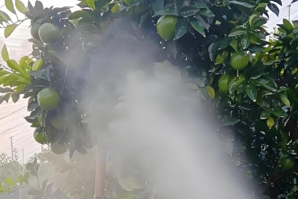 9月份柑橘管理要点，要预防落花落果