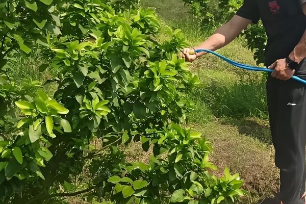 9月份柑橘管理要点，要预防落花落果