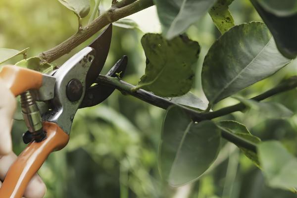 9月份柑橘管理要点，要预防落花落果