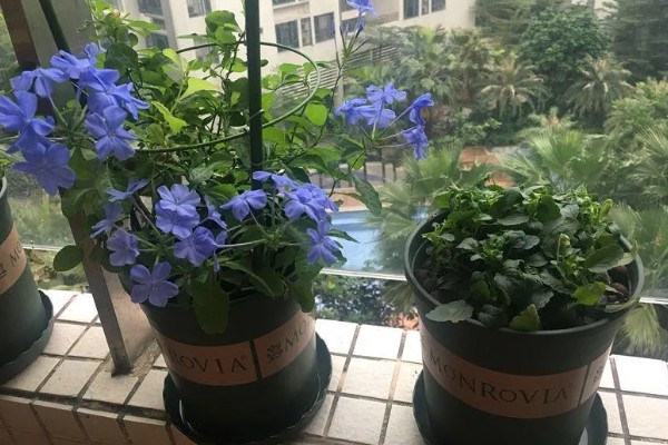 蓝雪花简介，是著名的观赏花卉