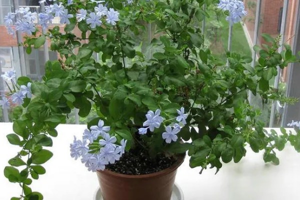 蓝雪花简介，是著名的观赏花卉