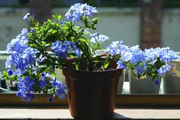 蓝雪花简介，是著名的观赏花卉