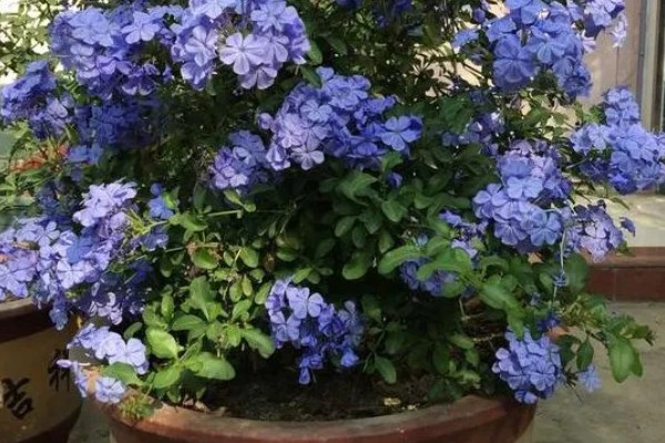 蓝雪花简介，是著名的观赏花卉