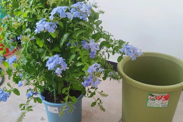 蓝雪花简介，是著名的观赏花卉