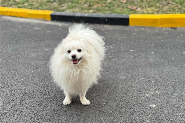 狗狗怕不怕蚊子咬，被咬后会感到疼痛或瘙痒