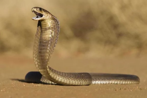 蛇的寿命，大型蛇类10-20年