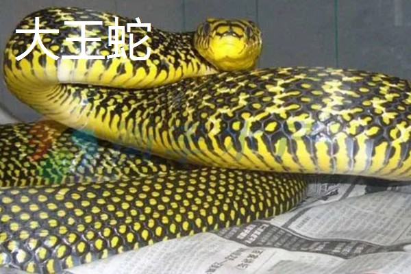 蛇的寿命，大型蛇类10-20年