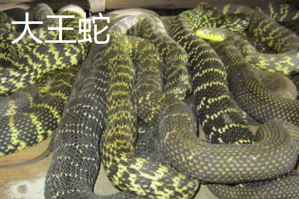 蛇的寿命，大型蛇类10-20年