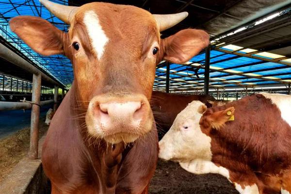 怎么判断母牛怀孕了,瞳孔正上方有三条明显的血管