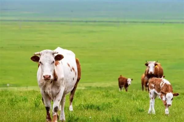 怎么判断母牛怀孕了,瞳孔正上方有三条明显的血管