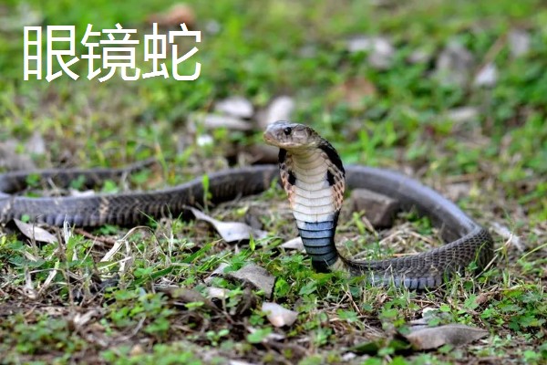 蛇的寿命，大型蛇类10-20年