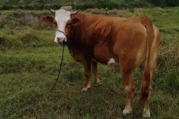 怎么判断母牛怀孕了,瞳孔正上方有三条明显的血管