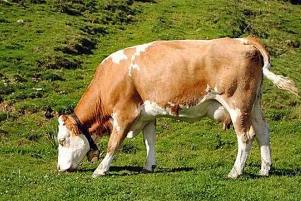 怎么判断母牛怀孕了,瞳孔正上方有三条明显的血管